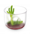VERRINE GIRO GIVRÉE 6CL