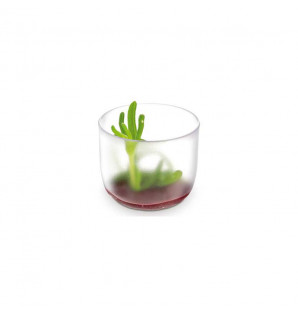 Verrine Giro givré 6 cl