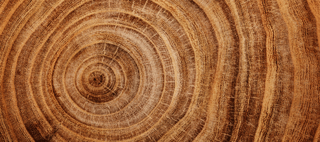 Fiche d’information sur le bois.